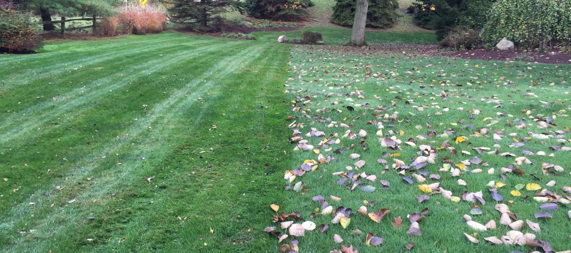 Leave removal and lawn care services