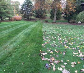 Leave removal and lawn care services