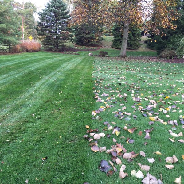 Leave removal and lawn care services